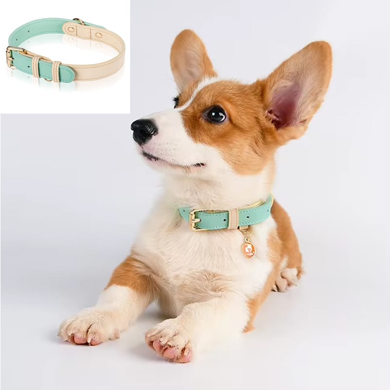 Leather Dog Collar, Adjustable for Small, Medium & Large Dogs